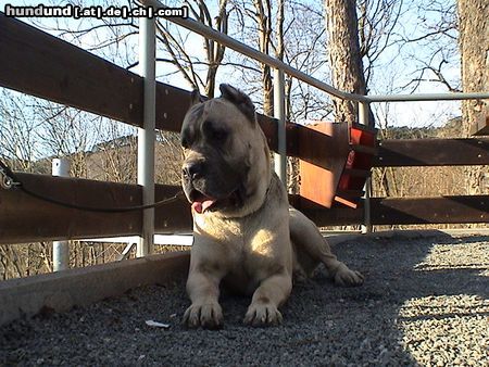 Cane Corso Leeroy genießt den Schatten