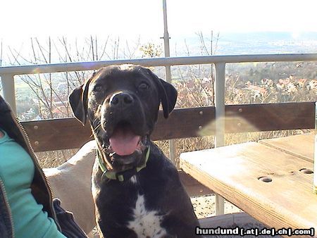 Cane Corso Schau mal wie ich lachen kann...