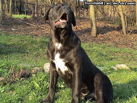 Cane Corso Kenny