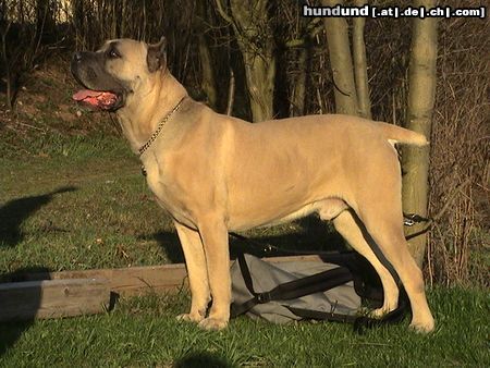 Cane Corso Leeroy