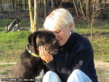 Cane Corso Liebe ist so schön...