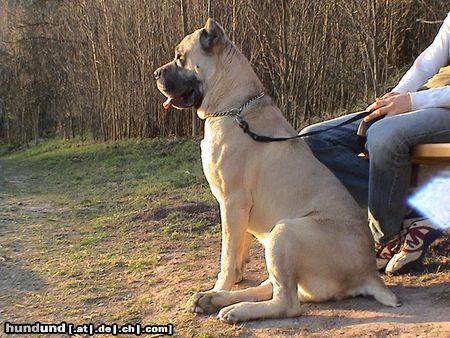 Cane Corso Leeroy beim Wandern