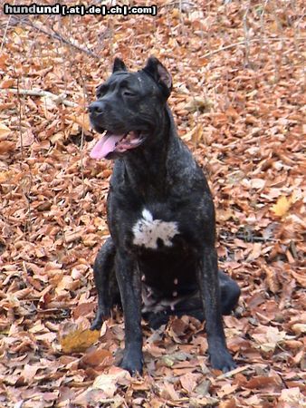 Cane Corso Venus,  Hündin schwarz-gestromt