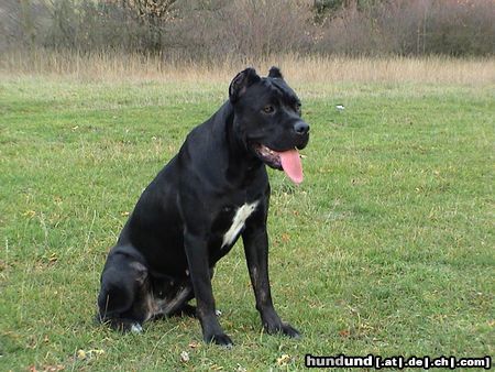 Cane Corso India im Alter von 14 Monaten