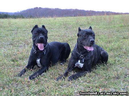 Cane Corso India und Venus