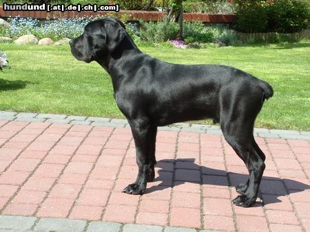 Cane Corso -