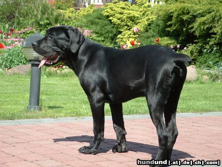 Cane Corso -