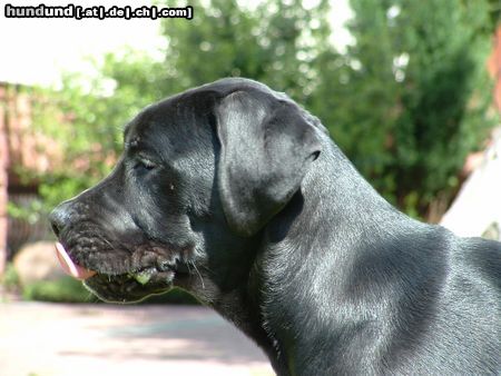 Cane Corso -