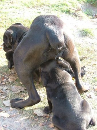 Cane Corso