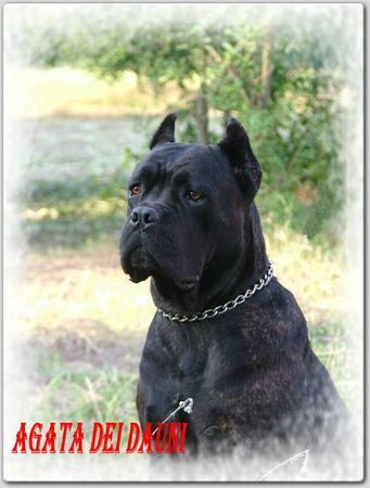 Cane Corso