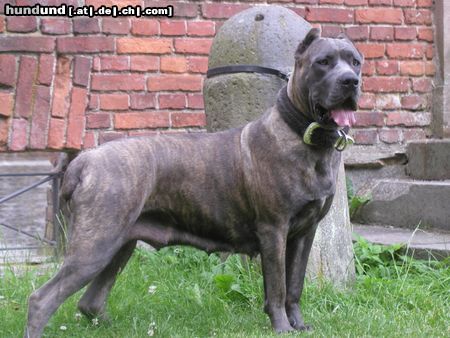 Cane Corso