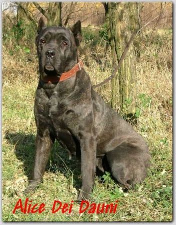 Cane Corso