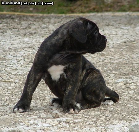 Cane Corso Aurelia