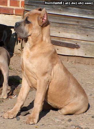 Cane Corso Aurora, 6 Monate