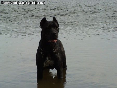 Cane Corso Venus im Alter von 2 Jahren und 8 Monaten