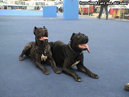 Cane Corso Venus und India 12/ 2003