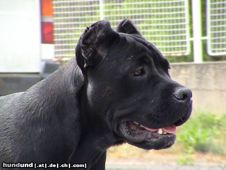 Cane Corso India im Alter von 7 Monaten/ schwarz