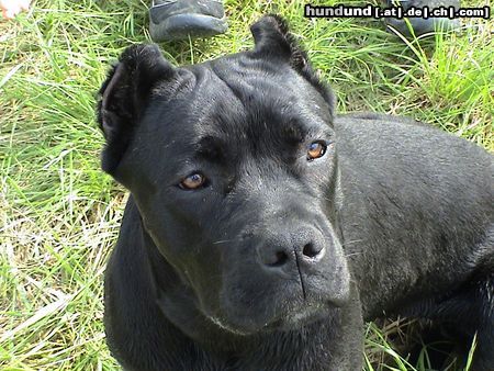 Cane Corso India im Alter von 7 Monaten/ schwarz