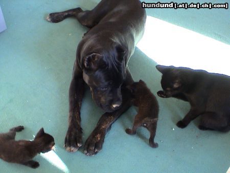 Cane Corso India mit Katzebabys