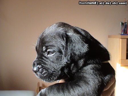 Cane Corso Ayla mit 25 Tagen