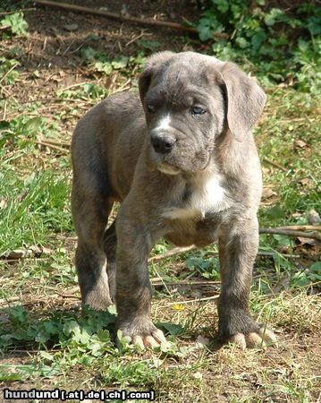 Cane Corso Azzuro