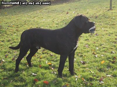 Cane Corso Känsch Däää