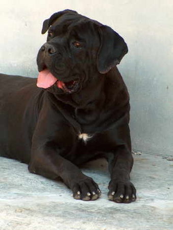 Cane Corso Porta dell' Inferno