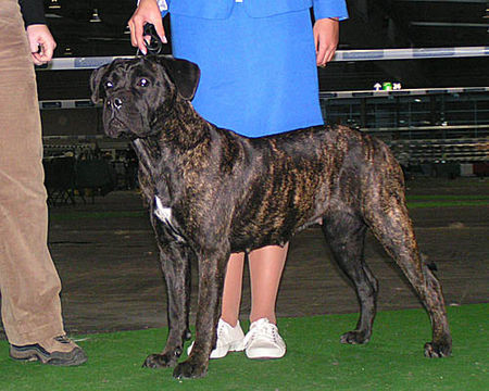 Cane Corso Demetras zweite Ausstellung