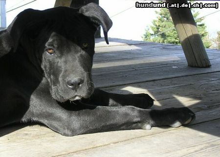 Cane Corso Bonie - 6 months