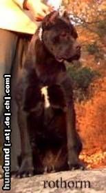 Cane Corso Rothorm Jy Dream Brava