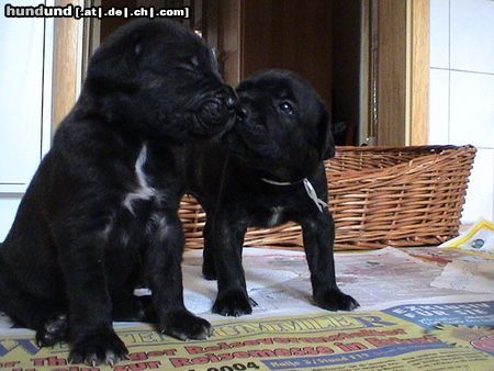 Cane Corso ICH HAB DICH LIEB...