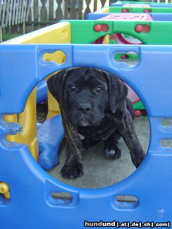 Cane Corso Ihna 