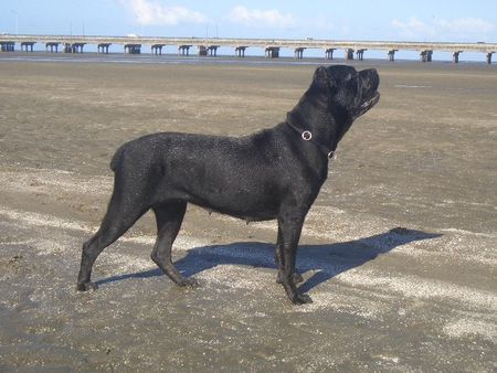 Cane Corso