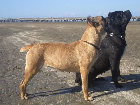 Cane Corso