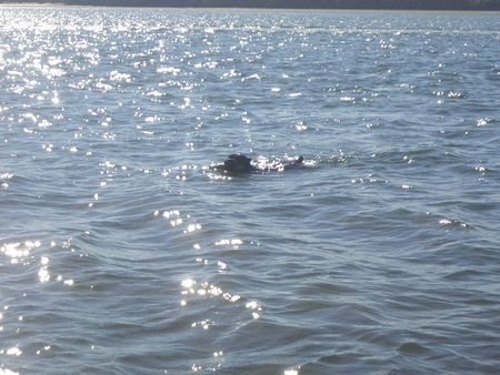 Cane Corso Meister im Schwimmen :o)