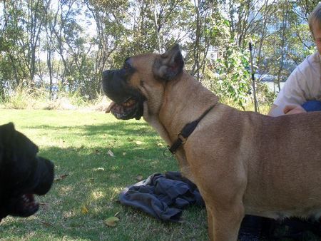 Cane Corso