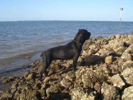 Cane Corso India