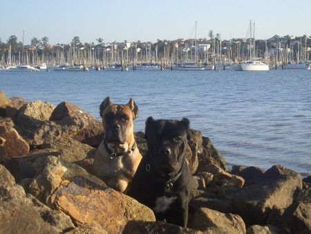 Cane Corso India & Egle