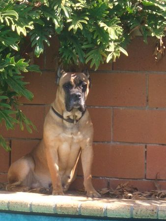 Cane Corso