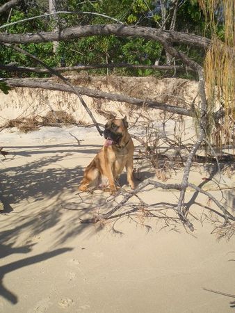 Cane Corso Sonnen am Beach