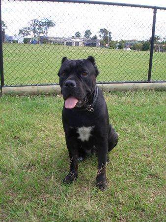 Cane Corso