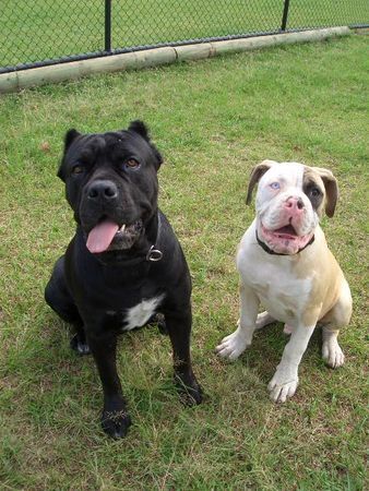 Cane Corso Mein Freund Badger