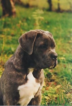 Cane Corso Porta dell' Inferno