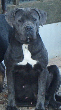 Cane Corso