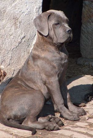 Cane Corso Porta dell' Inferno