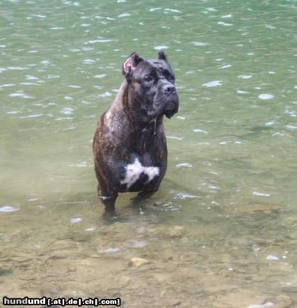 Cane Corso CH. EUROPEAN JR ROTHORM JY DREAM CUORE, Owned by Nury Pera