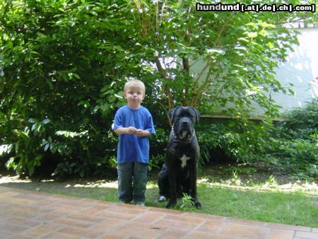 Cane Corso Ich bin nun 10 Monate und immernoch so klein :(