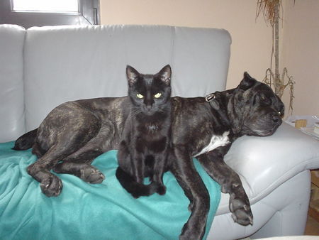 Cane Corso Best friends