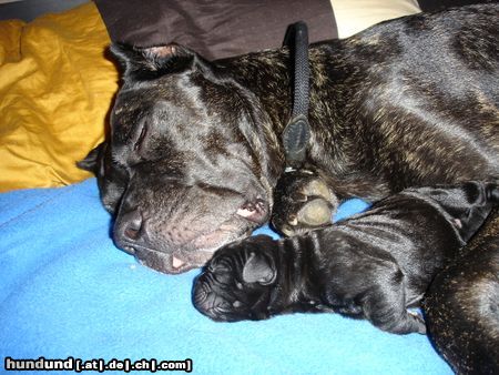 Cane Corso Mutti Venus mit Tochter (1 Tag alt)