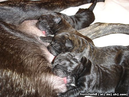 Cane Corso BEI MUTTERN IST GUT FUTTERN.